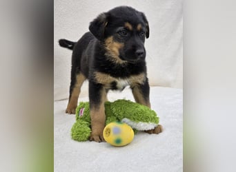 Nico, einer von 7 Welpen der die Welt erkunden möchte