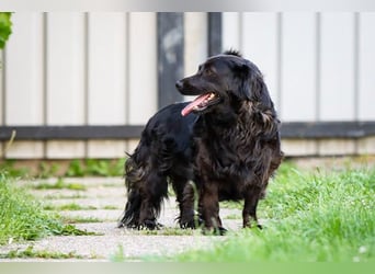 Bela: Stiller Mut und sanftes Wesen
