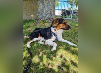 ❤️OLAF❤️ Bereits auf Pflegestelle in Deutschland