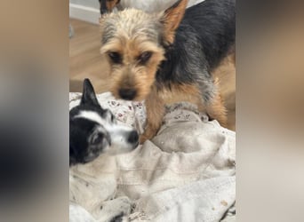 Terry, sucht seine Menschen
