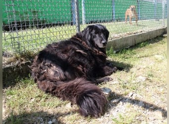 Quennel - Black velvet, oder...