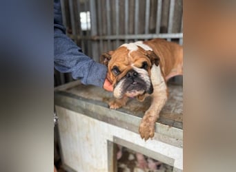 Passion, freundliches Englisch Bulldoggen Mädchen geb. 2018