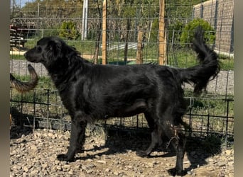 Shari ❤️ süße Schnauze sucht dich!