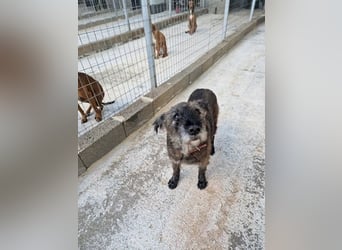 Kleiner Schnauzermischling BALIN sucht eine eigene Familie
