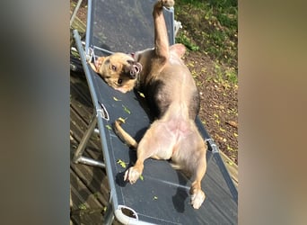 Sarah, sehr menschenbezogen, fröhlich, aktiv Dreibeinmädchen