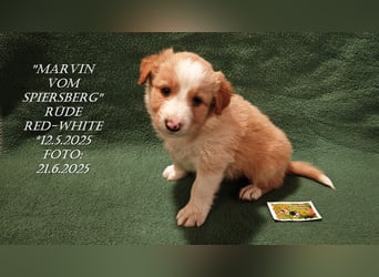 Border Collie-Welpen , black-,choco-,red-white und red-,black-merle