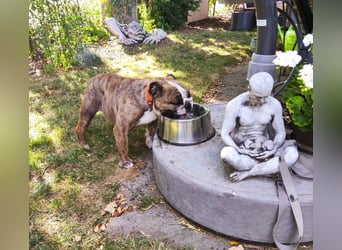  Heidi – kleine English Bulldog-Lady sucht Rasseliebhaber