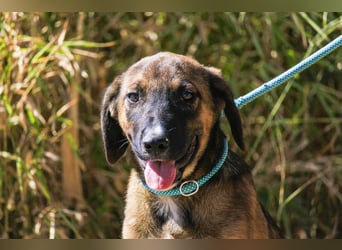 Piston, Mix Labrador / Schäferhund, lieb und sozial