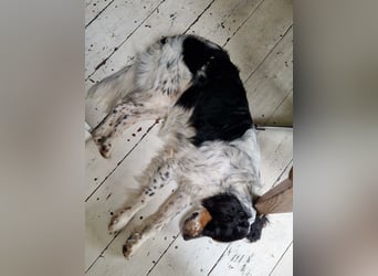 Setter Fan`s aufgepasst: sehr verschmust u. sozial; das ist Kajo! Er wartet in D-dorf auf DICH!