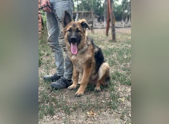Hector, geboren 15.03.2025, 65cm sucht seine Aufgabe