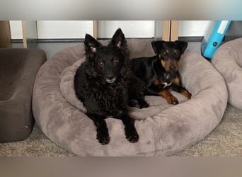 Leyla aktiver Jagdterrier Mischling Hündin sucht Zuhause für immmer