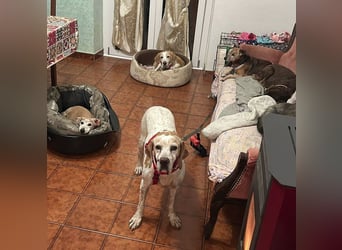 Asia - liebe, menschenbezogene Hundeomi