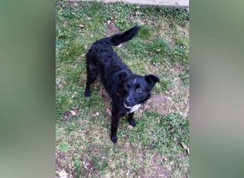 Verspielter ELVIS- sucht Zuhause für immer