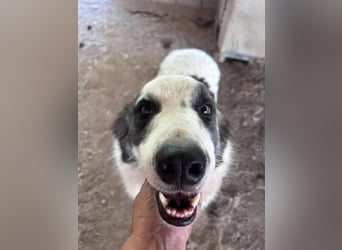LEVI sucht ein Zuhause