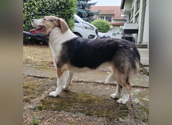 Irena - wird sie je ein Frauchen finden???