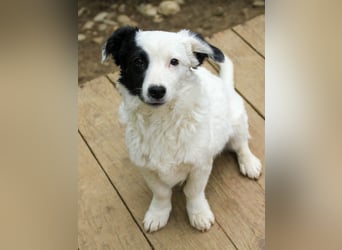 Zuckersüßer, verspielter PUPIN such sein Zuhause