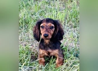 Kaninchen/Zwerglanghaar Dackel