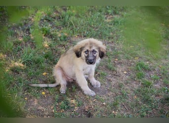 Chip 231427: Hundekind sucht ein Zuhause