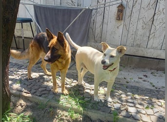 Molly sucht ein liebevolles Zuhause