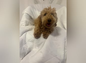 Wunderschöne Mini/Medium Goldendoodle Hündin (max.38cm) in Apricot/Rot zu verkaufen 5 Monate alt