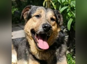 Beny, Schäferhund Mischling