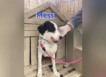 Messi, 01/23 - sportlicher Kumpel sucht seine Menschen