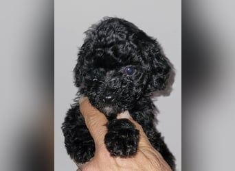 ZWERGPUDEL / TOY 2 männlich braun tan 1 schwarzes Mädchen 1 black tan Mädchen