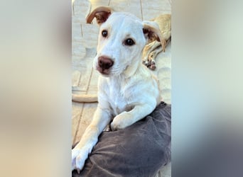 Francesco – sanfter Herzenshund auf der Suche nach seinem Platz im Leben