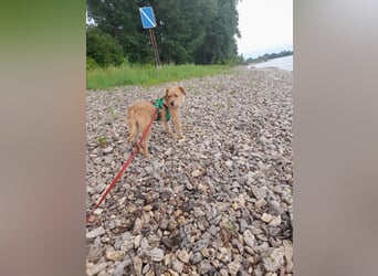 lieber Junghund Sammy sucht eine Familie