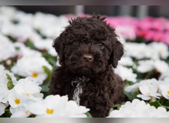 Lagotto Romagnolo Welpen, 6 Welpen suchen ein Zuhause