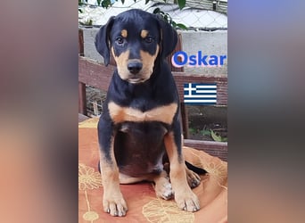 Oskar, 01/25 - Schlappohr sucht Wirkungskreis