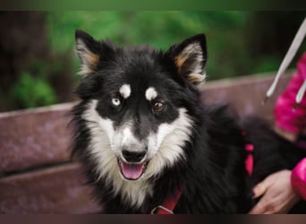 Bezaubernder Tierschutzhund Artek❤️sucht Pflege- oder Endstelle in liebevollem Zuhause