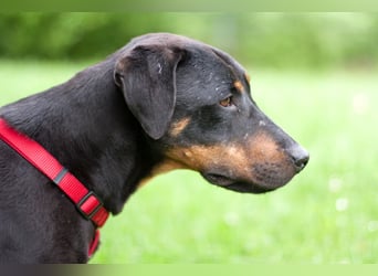 Chapi - quirliger, verschmuster Familienhund - Tierhilfe Franken e.V.