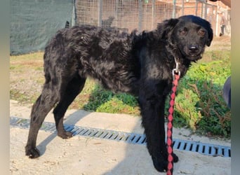 BlackBeauty ♥ Amber ♥ braucht viel Liebe & etwas Geduld