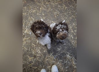 Lagotto Romagnolo Welpen, 4 Hündinnen suchen ein Zuhause