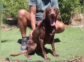 Zoe, Labrador-Mix, lieb und sozial