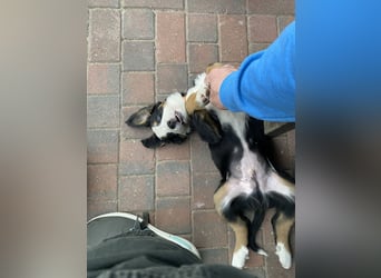 Sehr Liebe Hunde Appenzeller Sennen