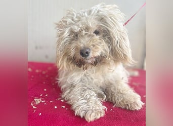 (R) ❤️ superliebe kleine MIMI - 7 Jahre, 30cm - Havaneser-Mix