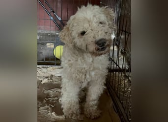 ⭐️MOLLY⭐️, Hündin, 12 Jahre, 27 cm, Mischling, Tierschutz