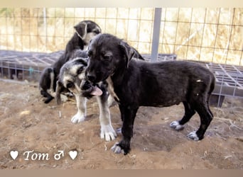 Teddy und seine Geschwister suchen ab September ein Zuhause