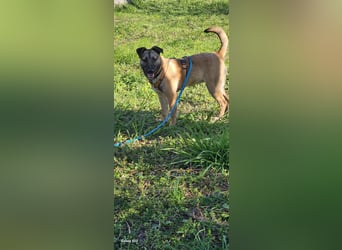 Welpendame BEAUTY, in 71665 Vaihingen auf Pflegestelle, sucht eine Familie!