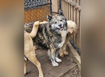 Lupo, ruhiger und ausgeglichener Rüce