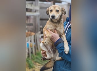 Kleiner Tierschutzhund Bröse❤️sucht Zuhause oder Pflegestelle