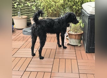 Mogli Pudelmix auf Pflegestelle 59399 Olfen