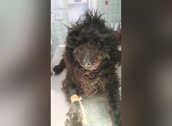 Guba-DG, Hütehund sucht Aufgabe!