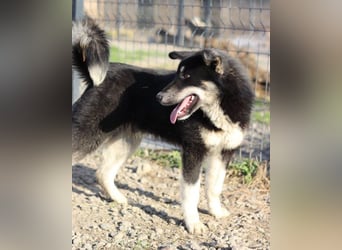 Husky-Mix-Rüde ♥Khan♥ fit, freundlich + klug