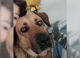 Daisy, familienfreundliche Traumhündin