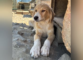 Max - liebevolles, kuschliges Körbchen gesucht