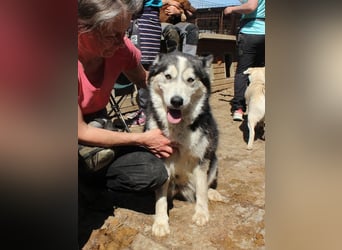 ♥SCARLETT♥ total verschmuste und menschenbezogene Frohnatur - eine echte Husky-Mix-Traumhündin 52 cm