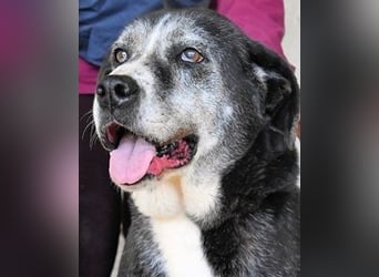 Annetta - NOTFALL - Seniorin braucht ganz dringend unsere Hilfe